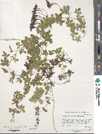 Image of Tropaeolum speciosum