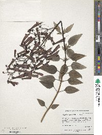 Phygelius capensis image