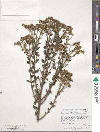 Spiraea japonica image