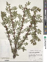 Rosa sericea image