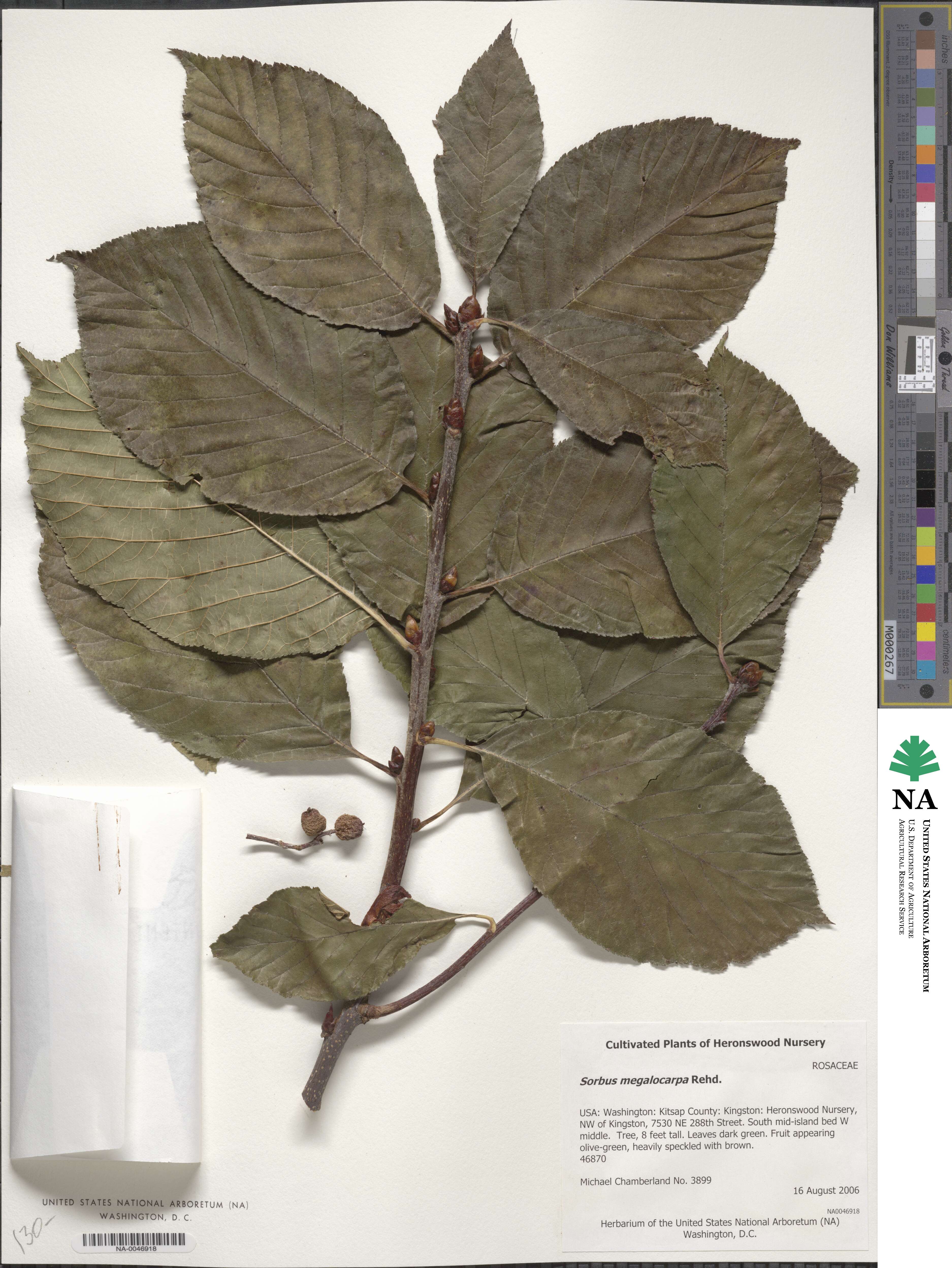 Sorbus megalocarpa image