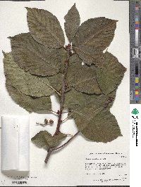 Sorbus megalocarpa image