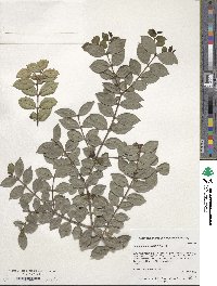 Luma apiculata image