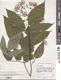 Aralia cordata image