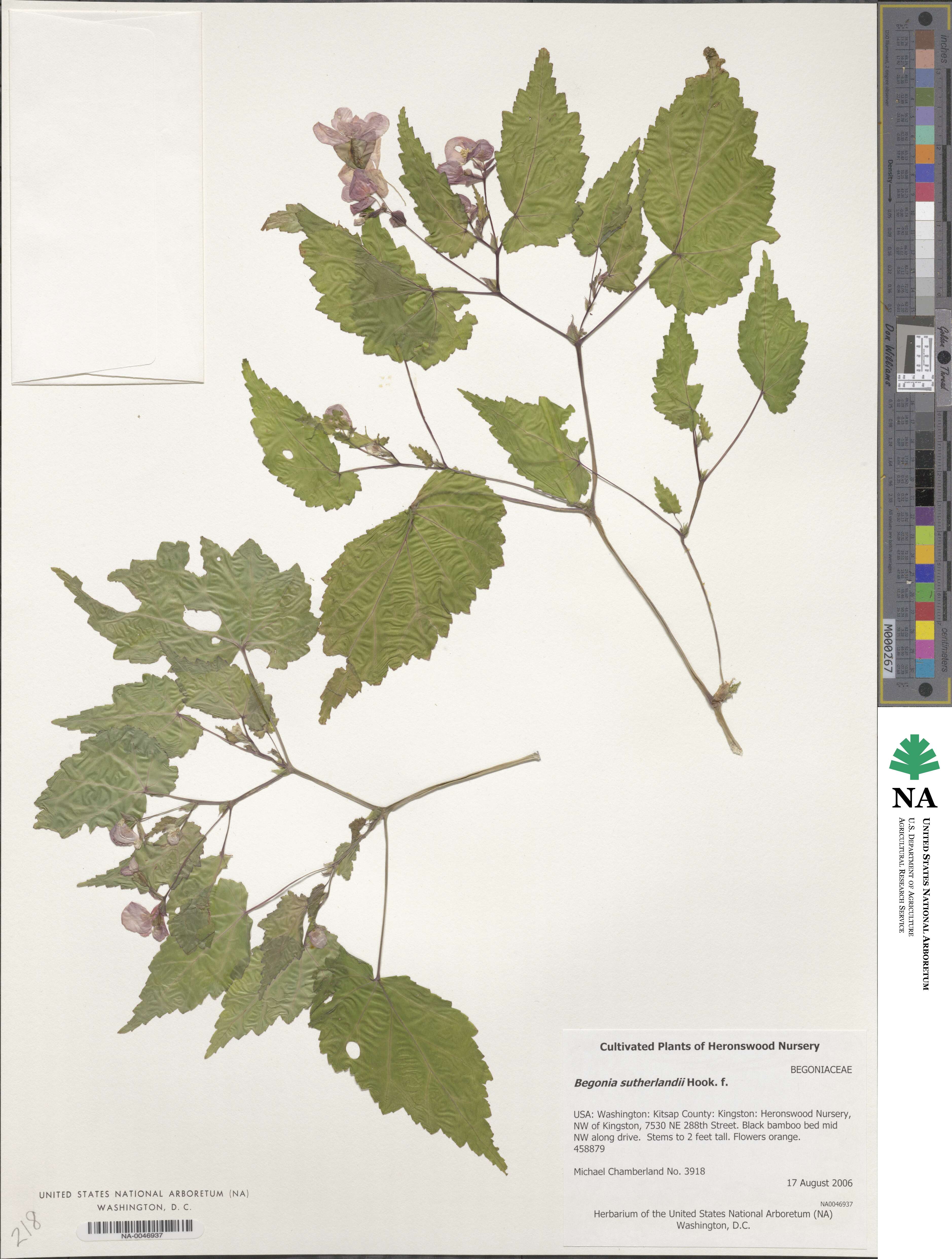 Begonia sutherlandii image