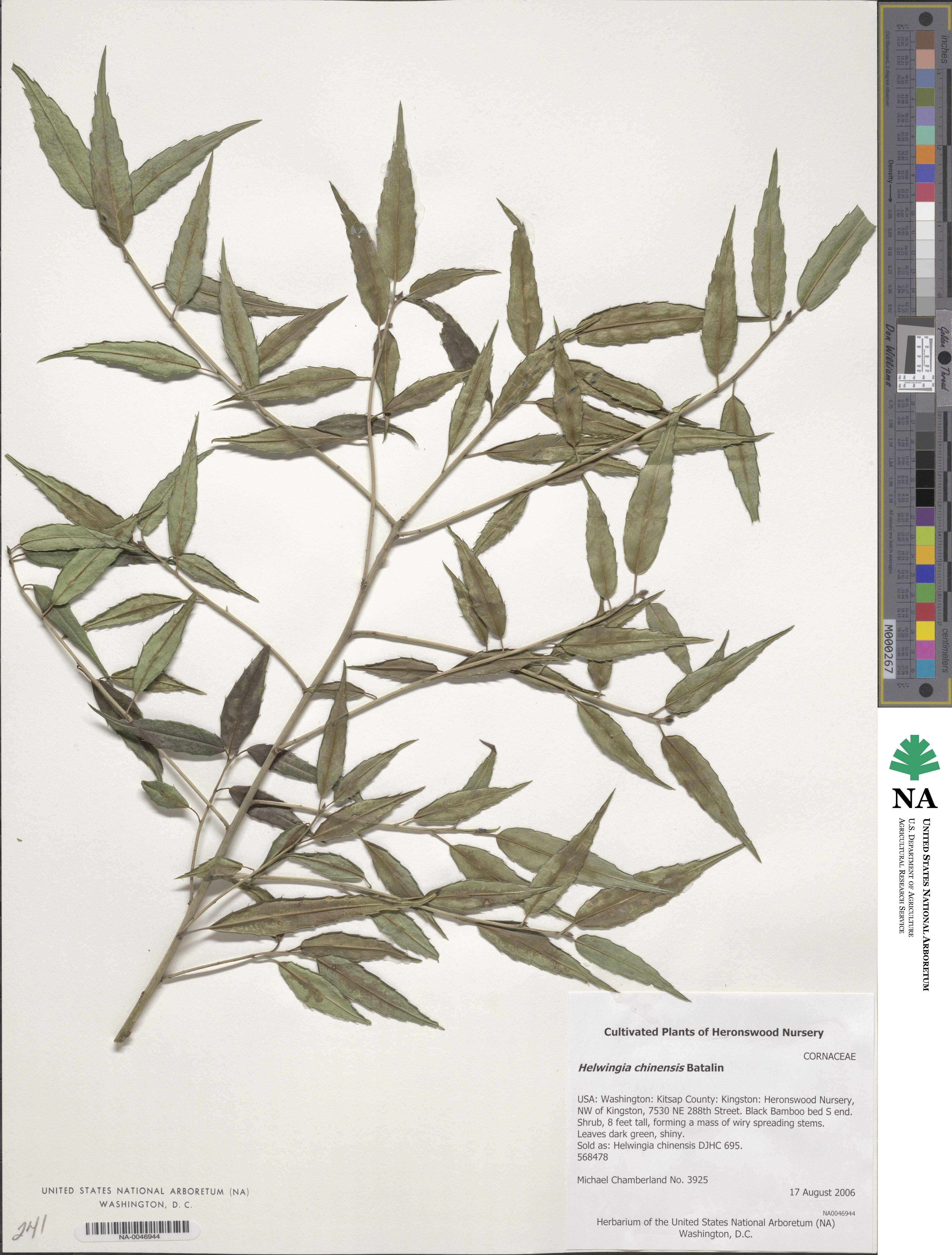 Helwingia chinensis image