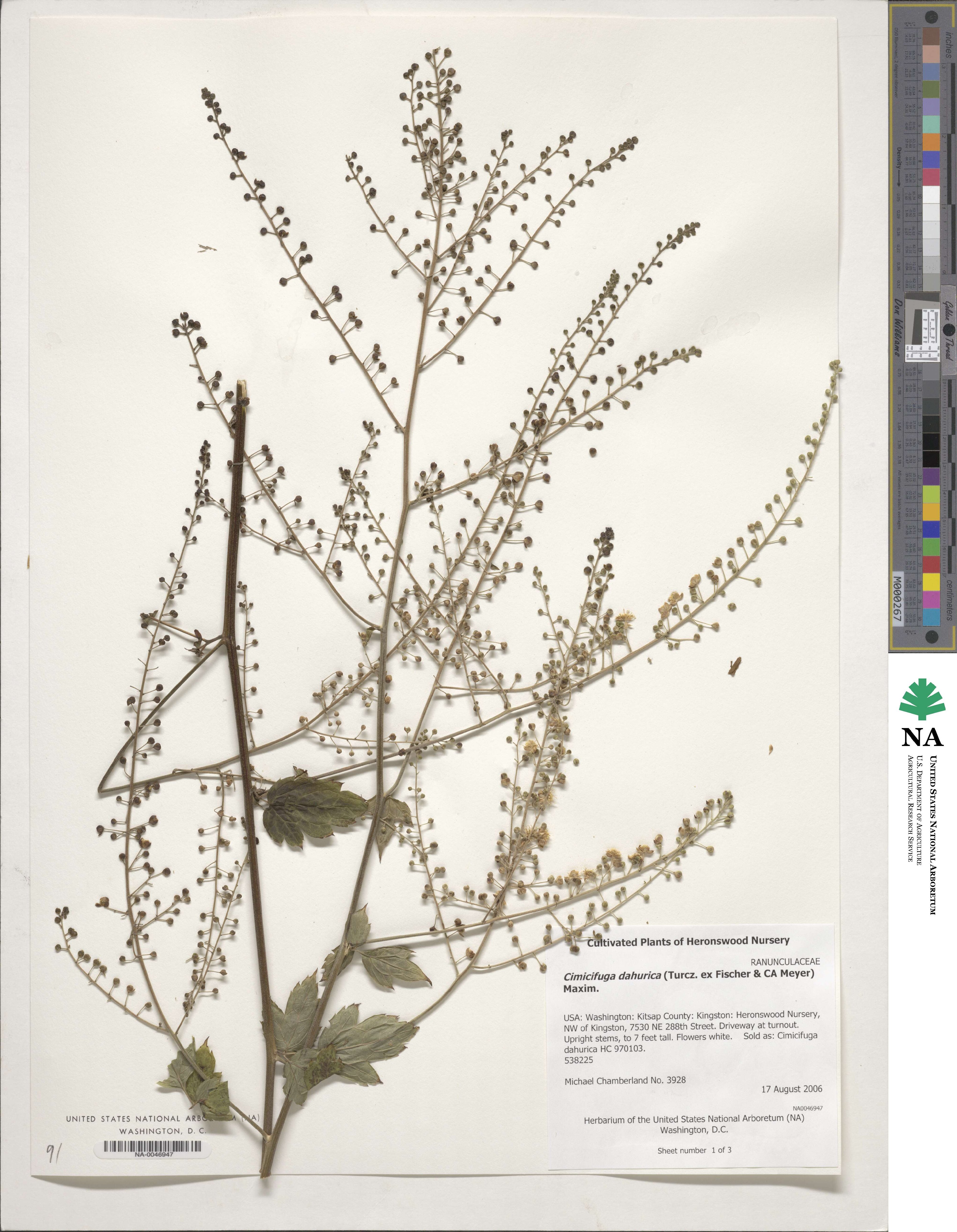Actaea dahurica image