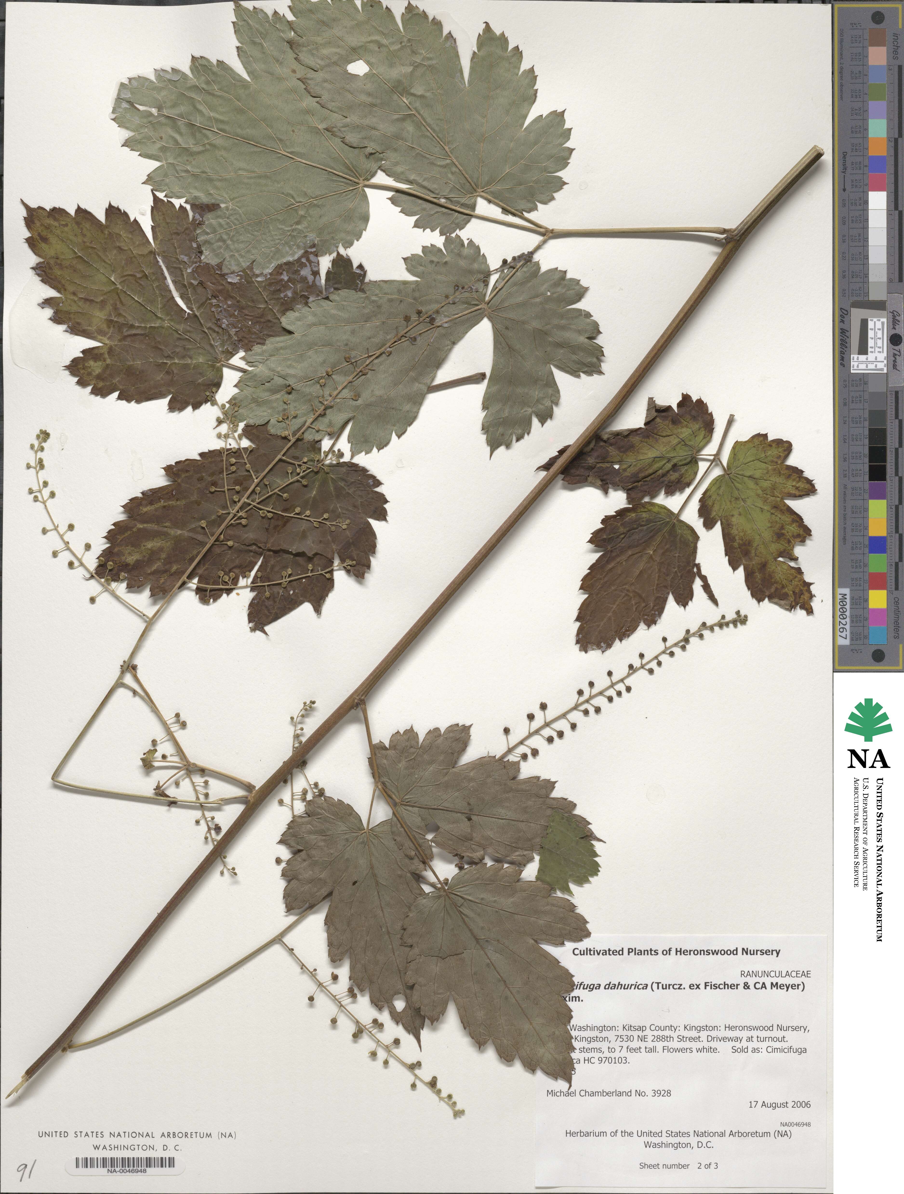 Actaea dahurica image