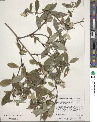 Hydrangea scandens subsp. liukiuensis image