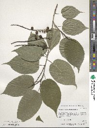 Image of Stachyurus praecox