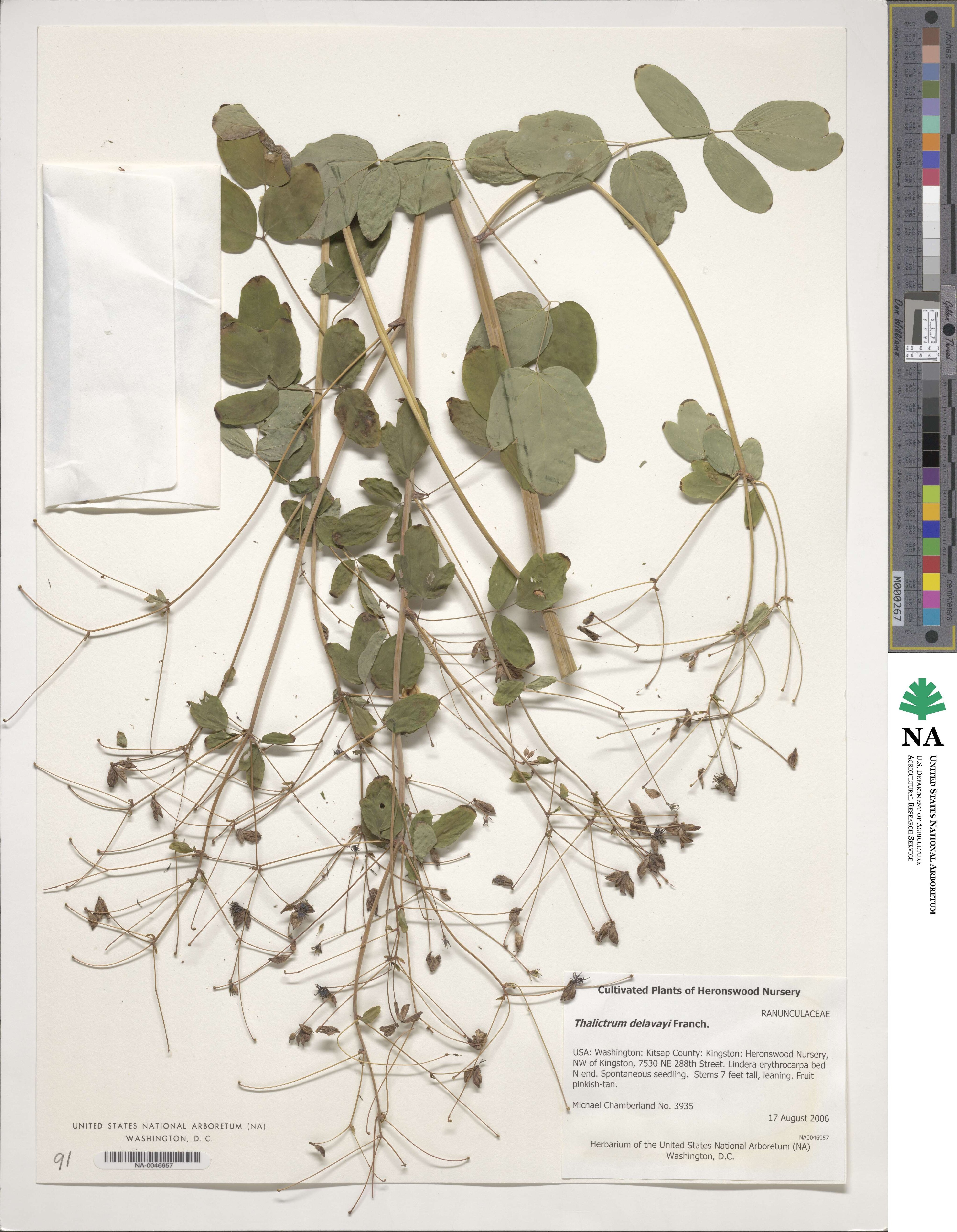Thalictrum delavayi image
