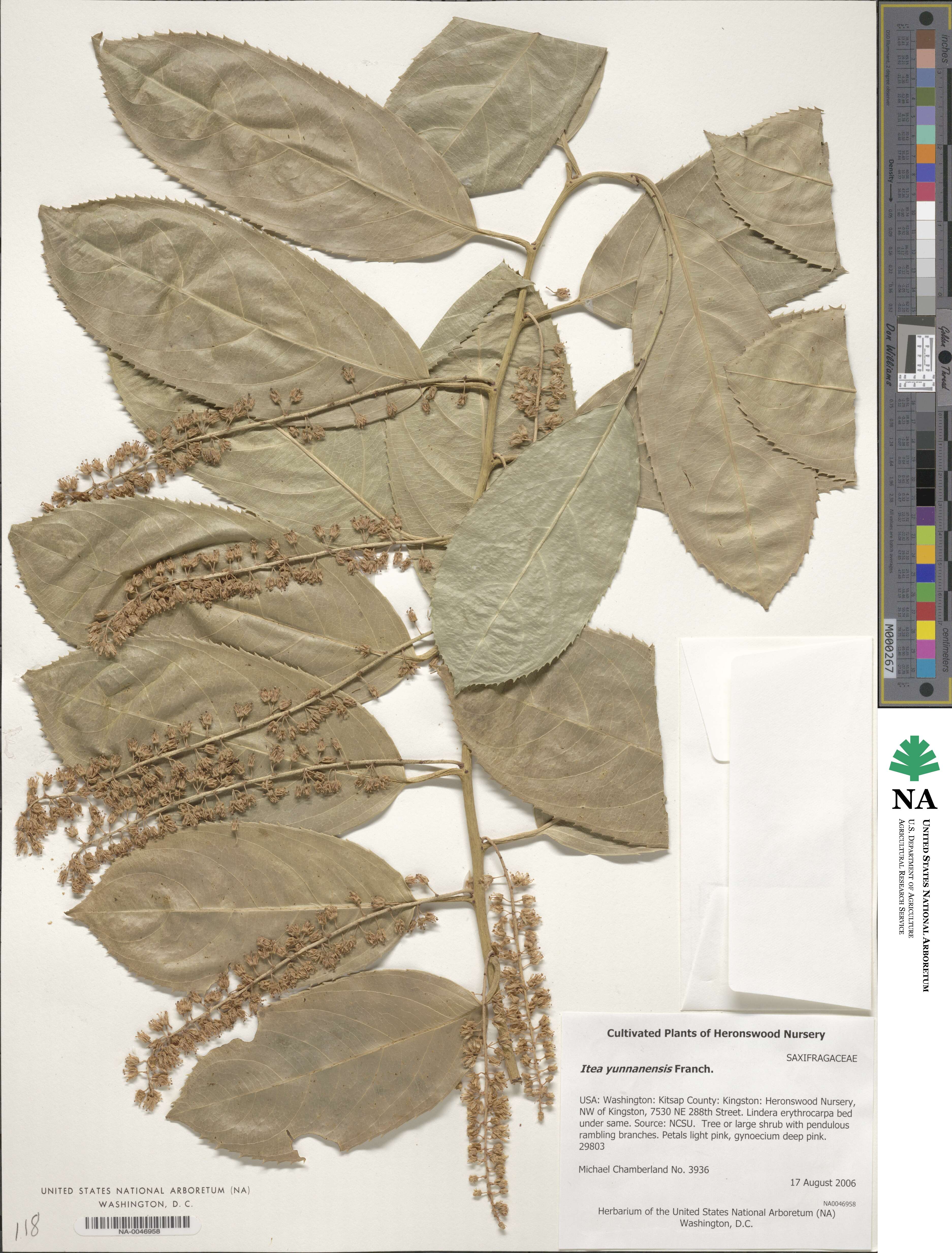 Itea yunnanensis image