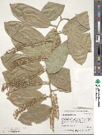 Itea yunnanensis image