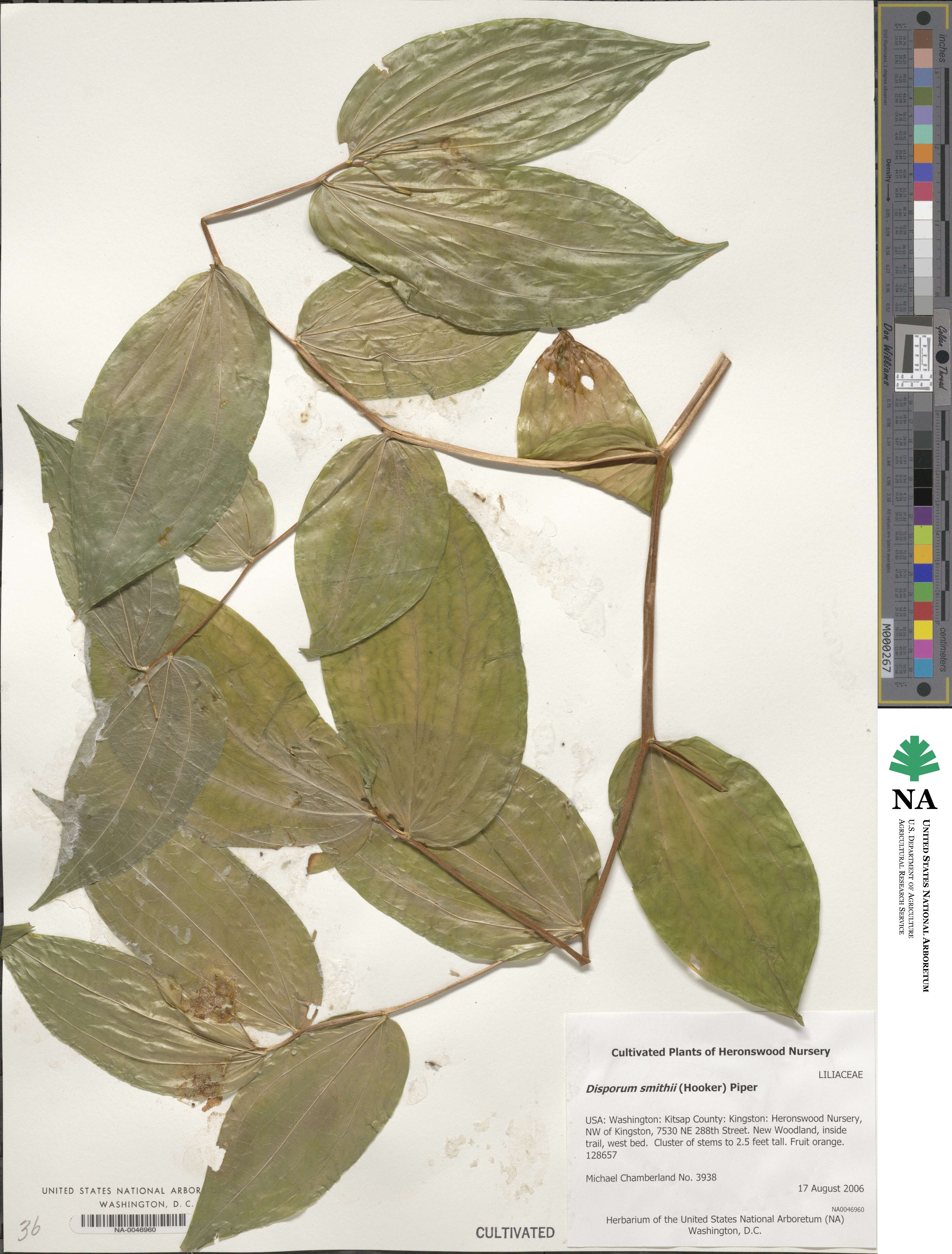 Prosartes smithii image