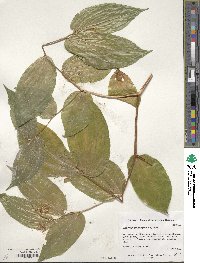 Prosartes smithii image