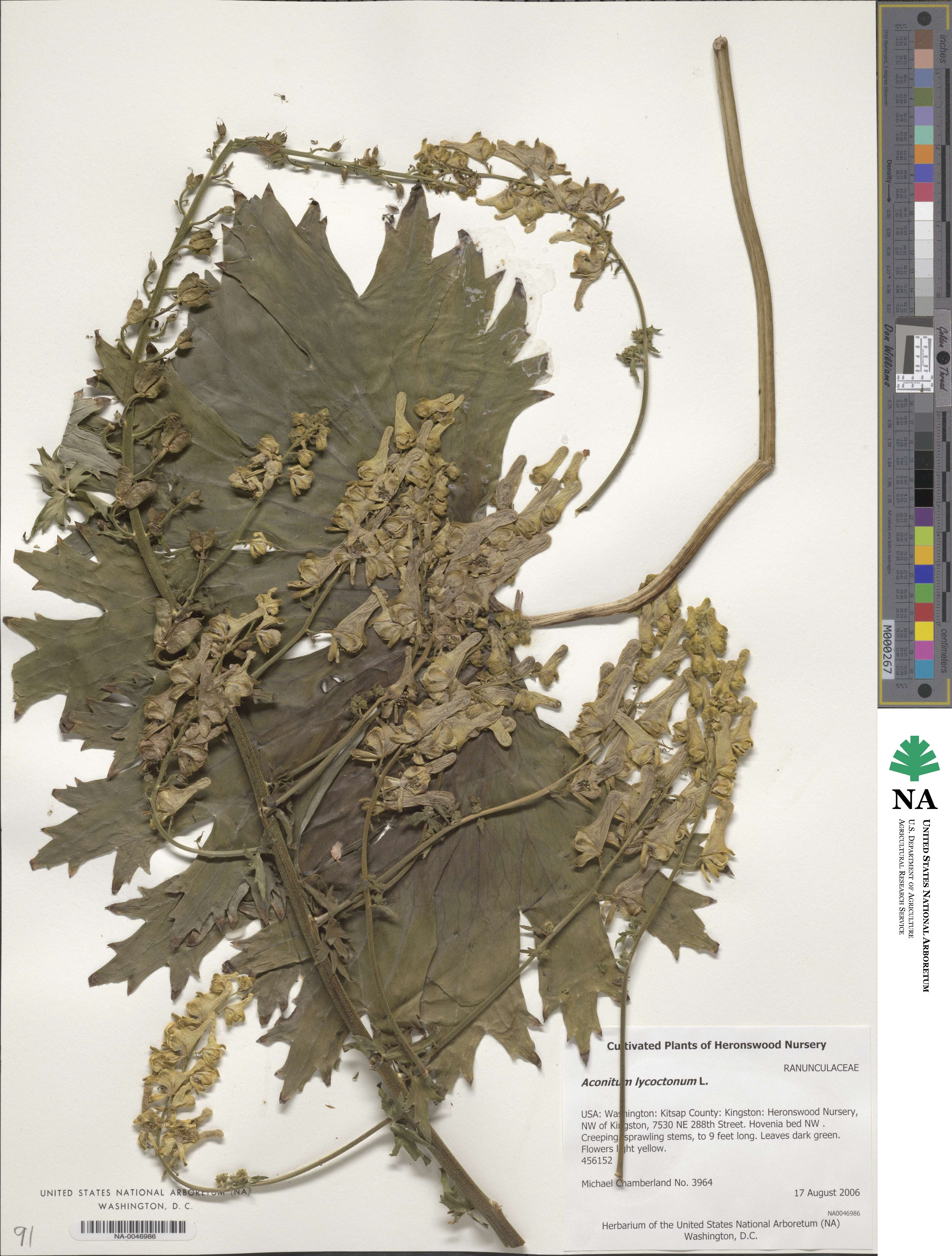 Aconitum lycoctonum image