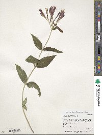 Spigelia marilandica image