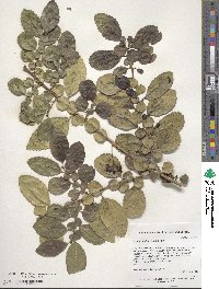 Image of Azara dentata