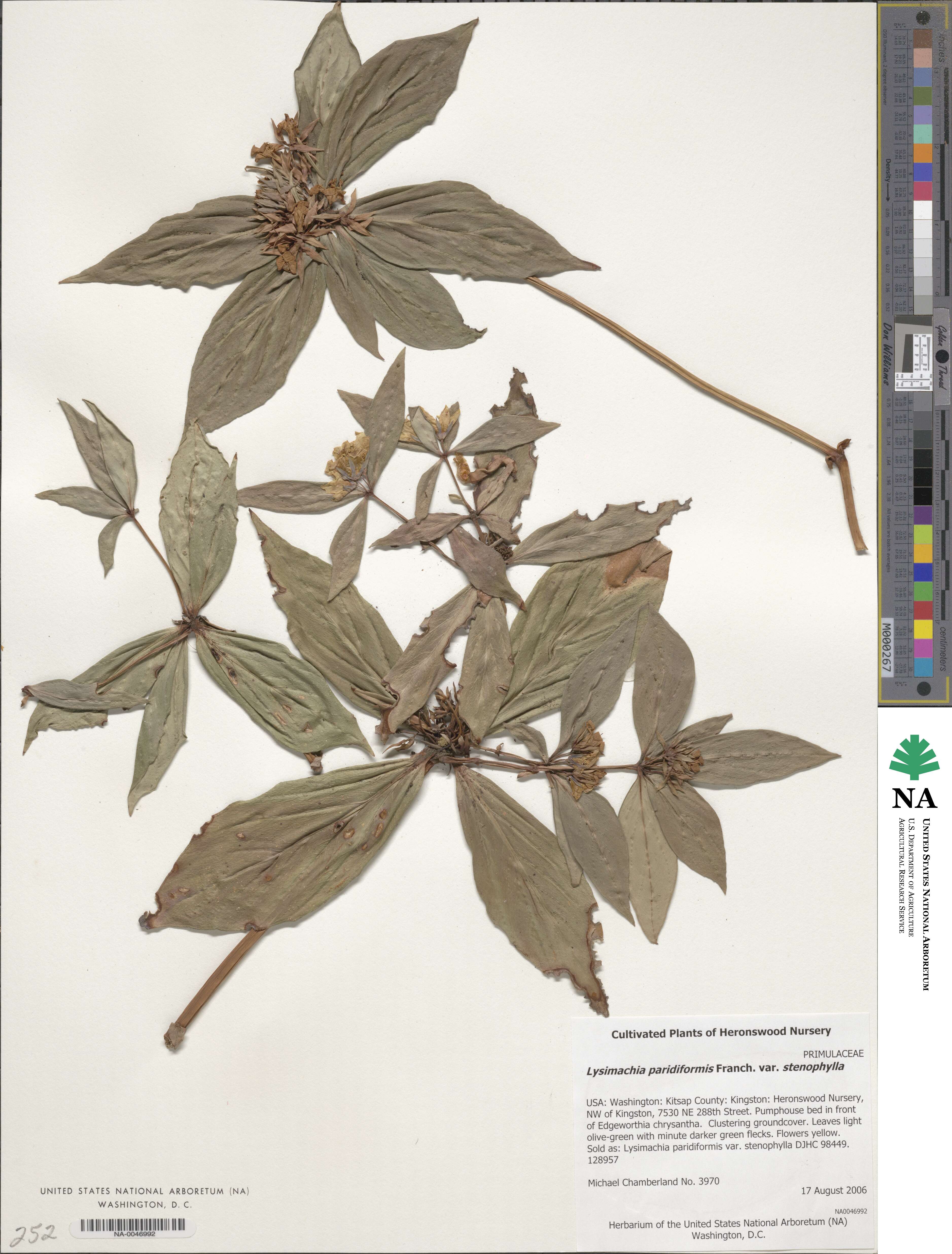 Lysimachia paridiformis image