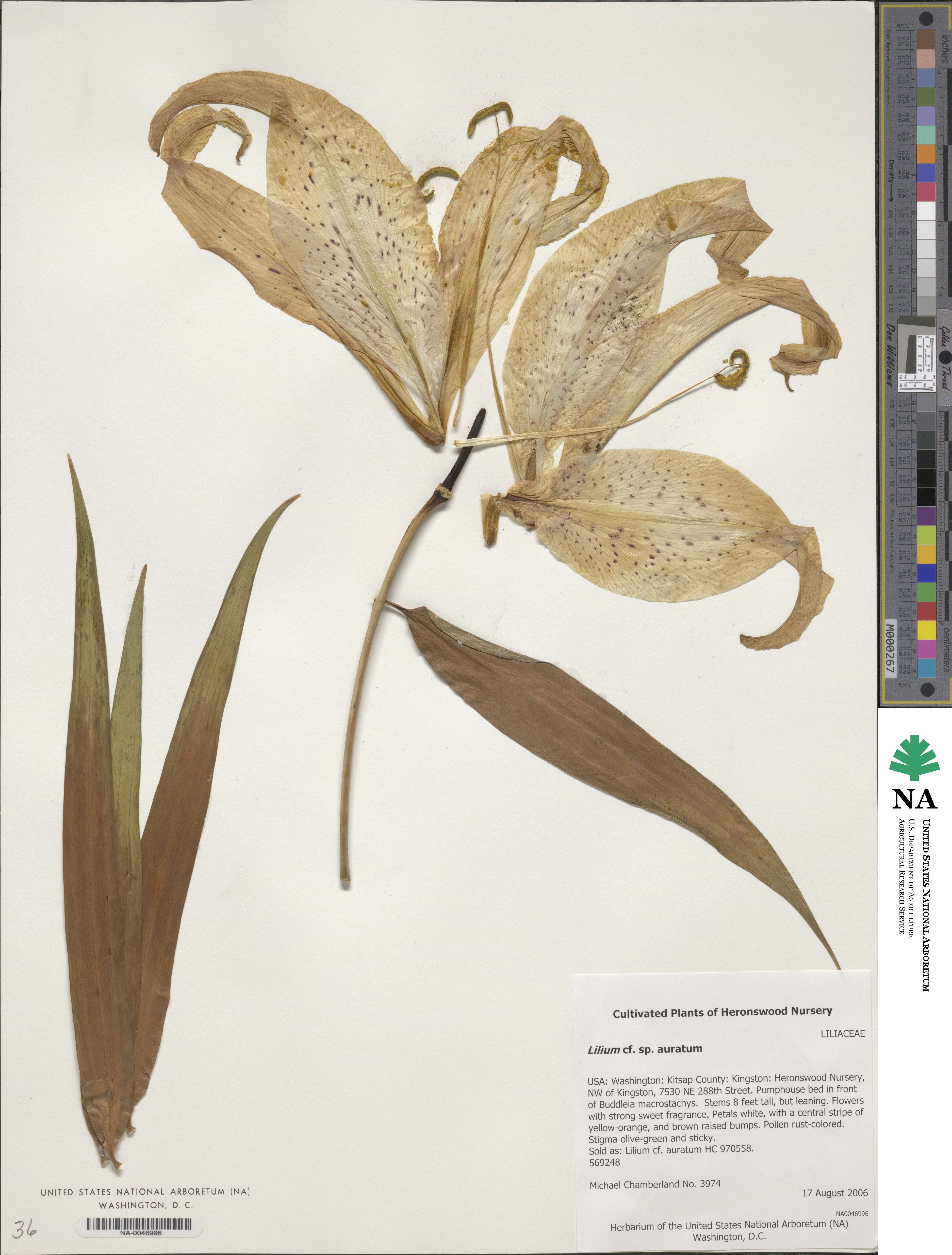 Lilium auratum image