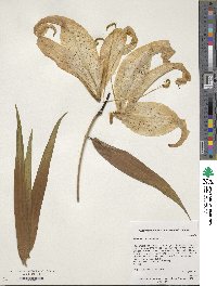 Image of Lilium auratum