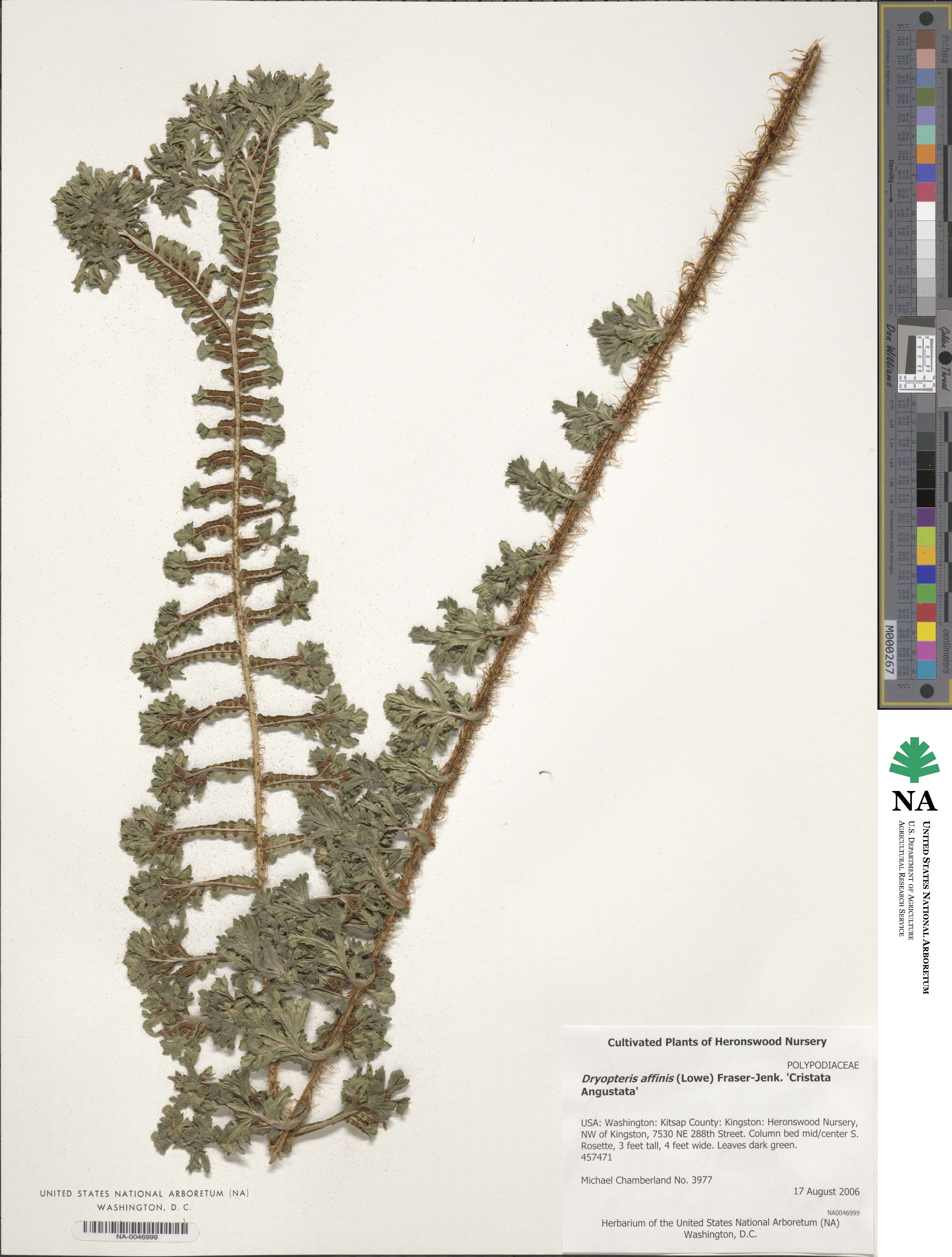 Dryopteris affinis 'Cristata Angustata' image