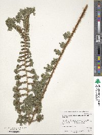 Dryopteris affinis image