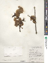 Prunus sargentii image