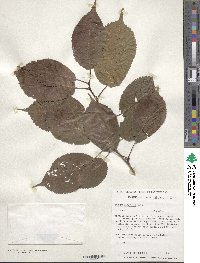 Prunus sargentii image