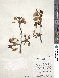 Prunus sargentii image