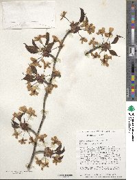 Prunus sargentii image