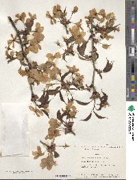 Prunus sargentii image