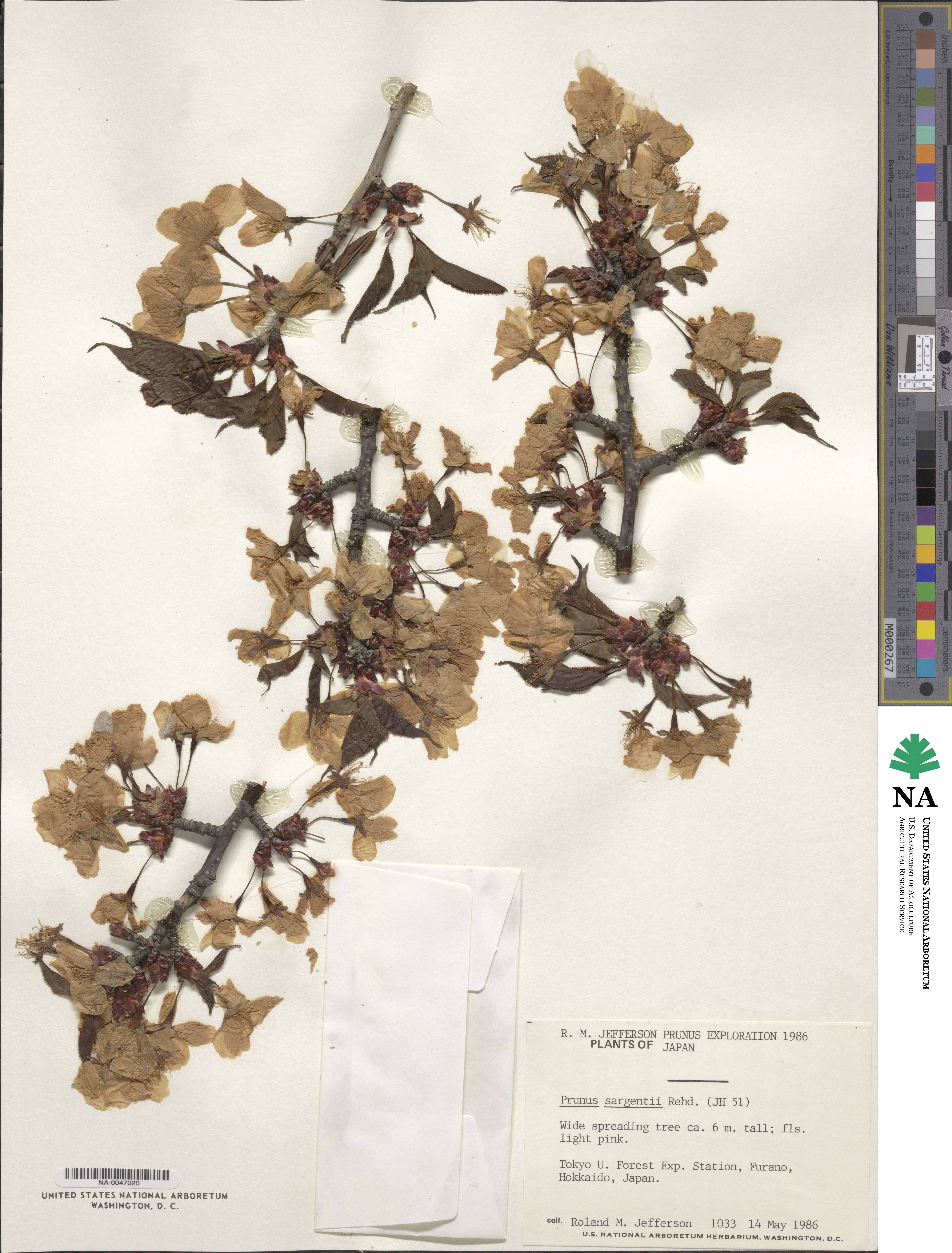 Prunus sargentii image