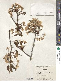 Prunus sargentii image