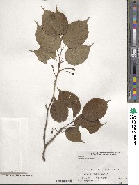 Prunus sargentii image