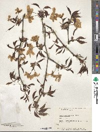 Prunus sargentii image