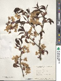 Prunus sargentii image