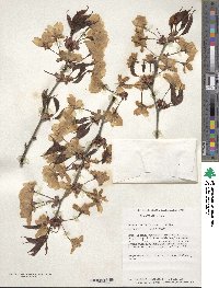 Prunus sargentii image