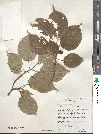 Prunus sargentii image