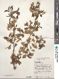 Prunus sargentii image