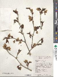 Prunus sargentii image