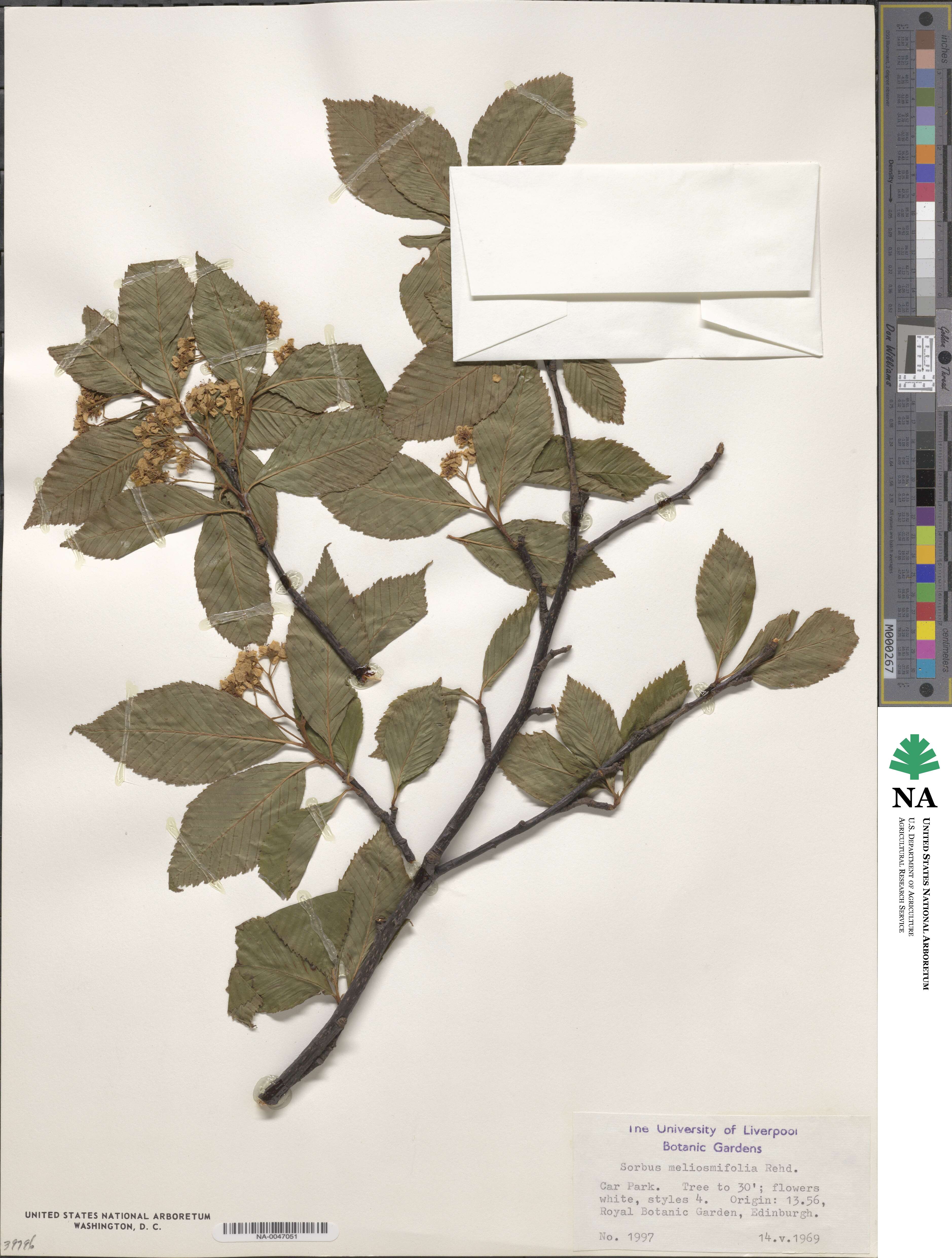 Sorbus meliosmifolia image