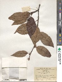 Sorbus caloneura image