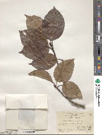 Sorbus caloneura image