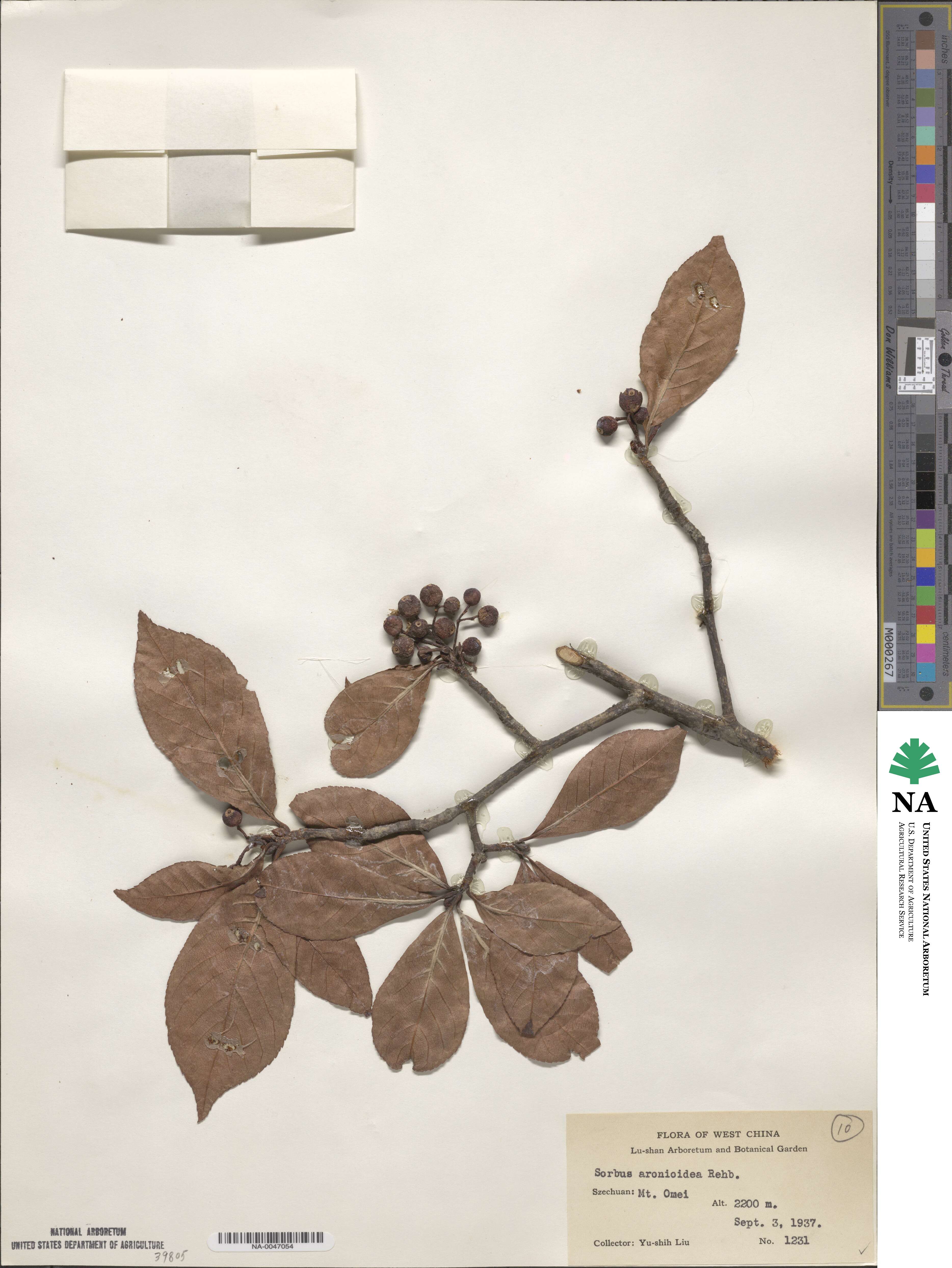 Sorbus aronioides image