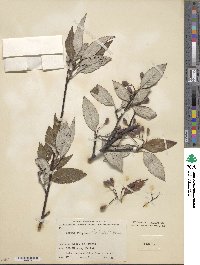 Sorbus folgneri image