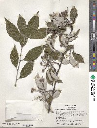 Sorbus folgneri image