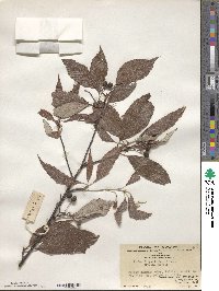 Sorbus folgneri image