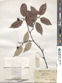 Sorbus folgneri image