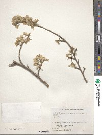 Prunus spachiana image